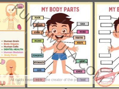 HUMAN ANATOMY BUSY BOOK