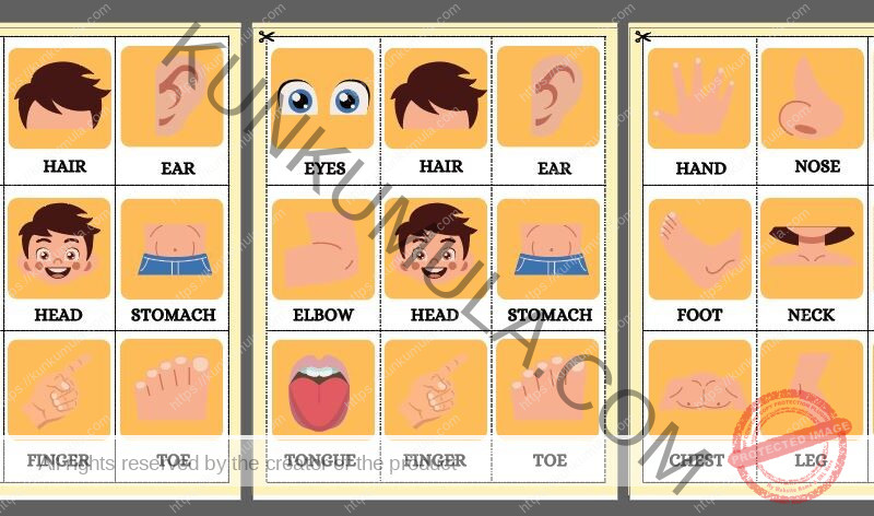 HUMAN ANATOMY BUSY BOOK