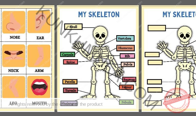 HUMAN ANATOMY BUSY BOOK