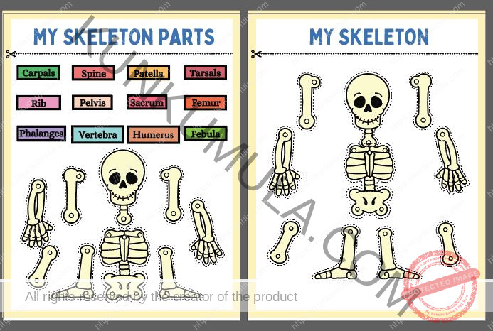 HUMAN ANATOMY BUSY BOOK