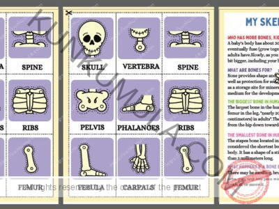 HUMAN ANATOMY BUSY BOOK