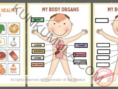 HUMAN ANATOMY BUSY BOOK