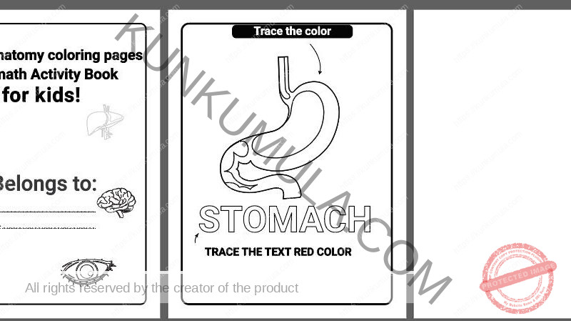 Human Anatomy Coloring Pages Organized
