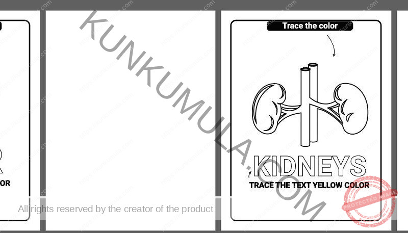 Human Anatomy Coloring Pages Organized