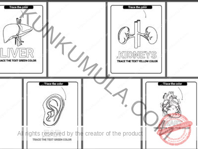 Human Anatomy Coloring Pages Organized