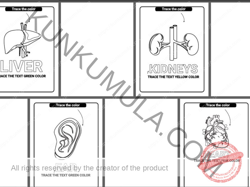 Human Anatomy Coloring Pages Organized
