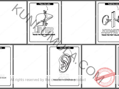 Human Anatomy Coloring Pages Organized