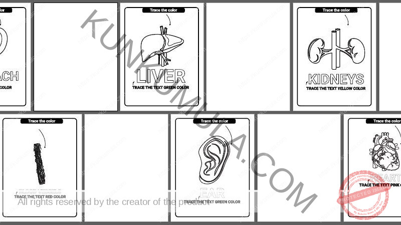 Human Anatomy Coloring Pages Organized