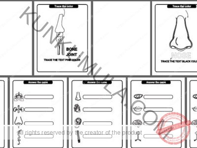 Human Anatomy Coloring Pages Organized
