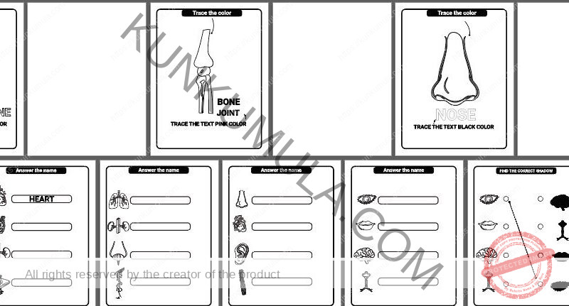 Human Anatomy Coloring Pages Organized