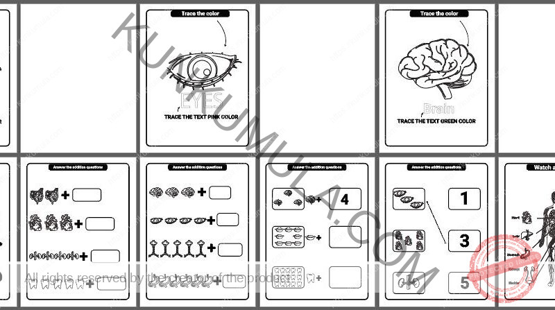 Human Anatomy Coloring Pages Organized