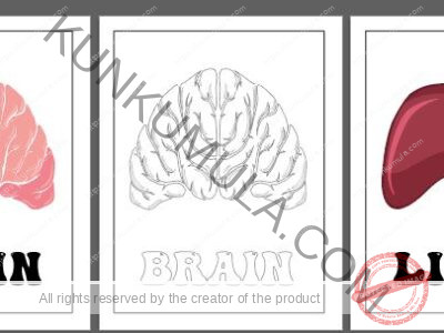 LEARNING HUMAN BODY ORGANS BOOK