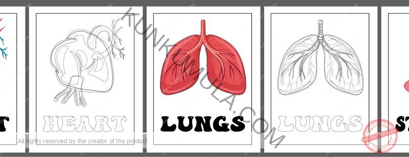 LEARNING HUMAN BODY ORGANS BOOK