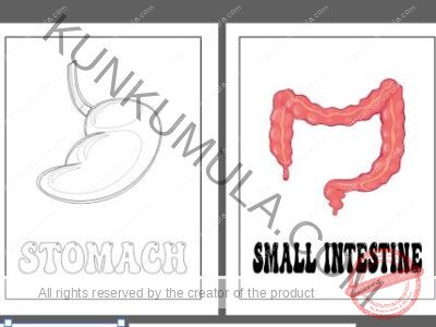 LEARNING HUMAN BODY ORGANS BOOK