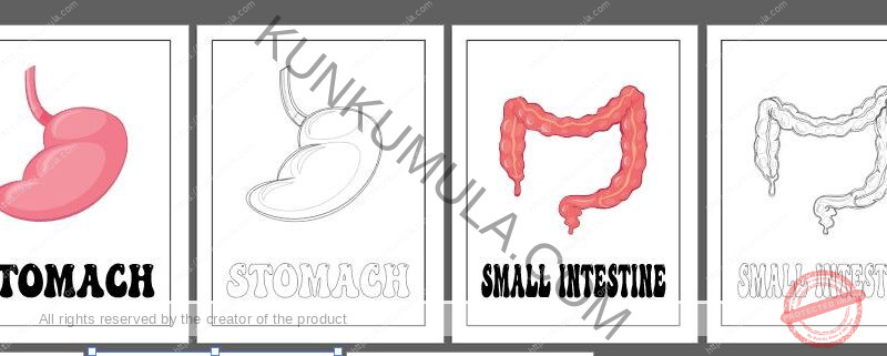 LEARNING HUMAN BODY ORGANS BOOK