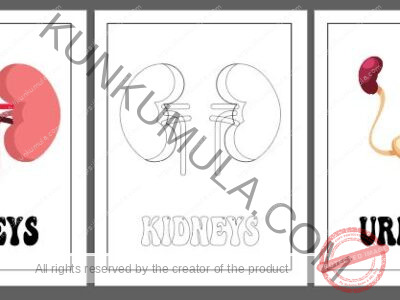 LEARNING HUMAN BODY ORGANS BOOK