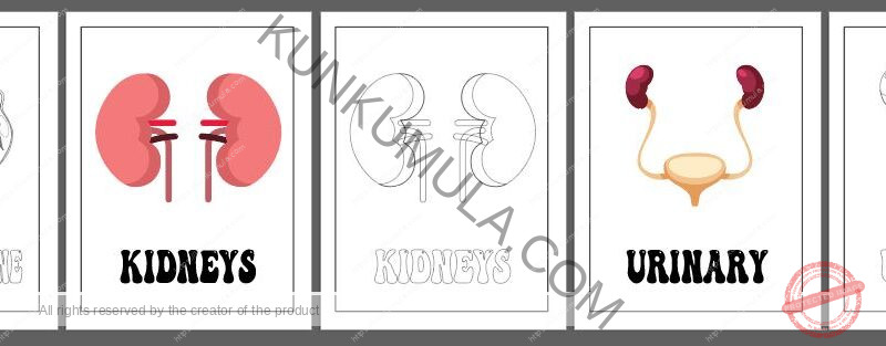 LEARNING HUMAN BODY ORGANS BOOK