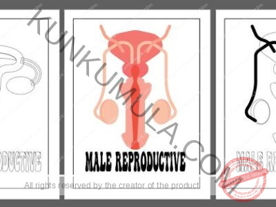 LEARNING HUMAN BODY ORGANS BOOK