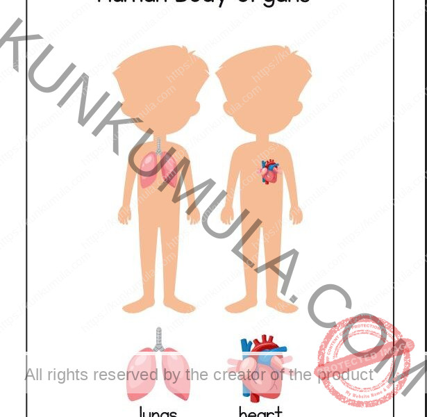 LEARNING HUMAN BODY ORGANS BOOK