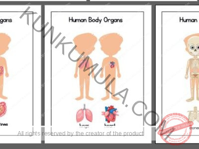 LEARNING HUMAN BODY ORGANS BOOK